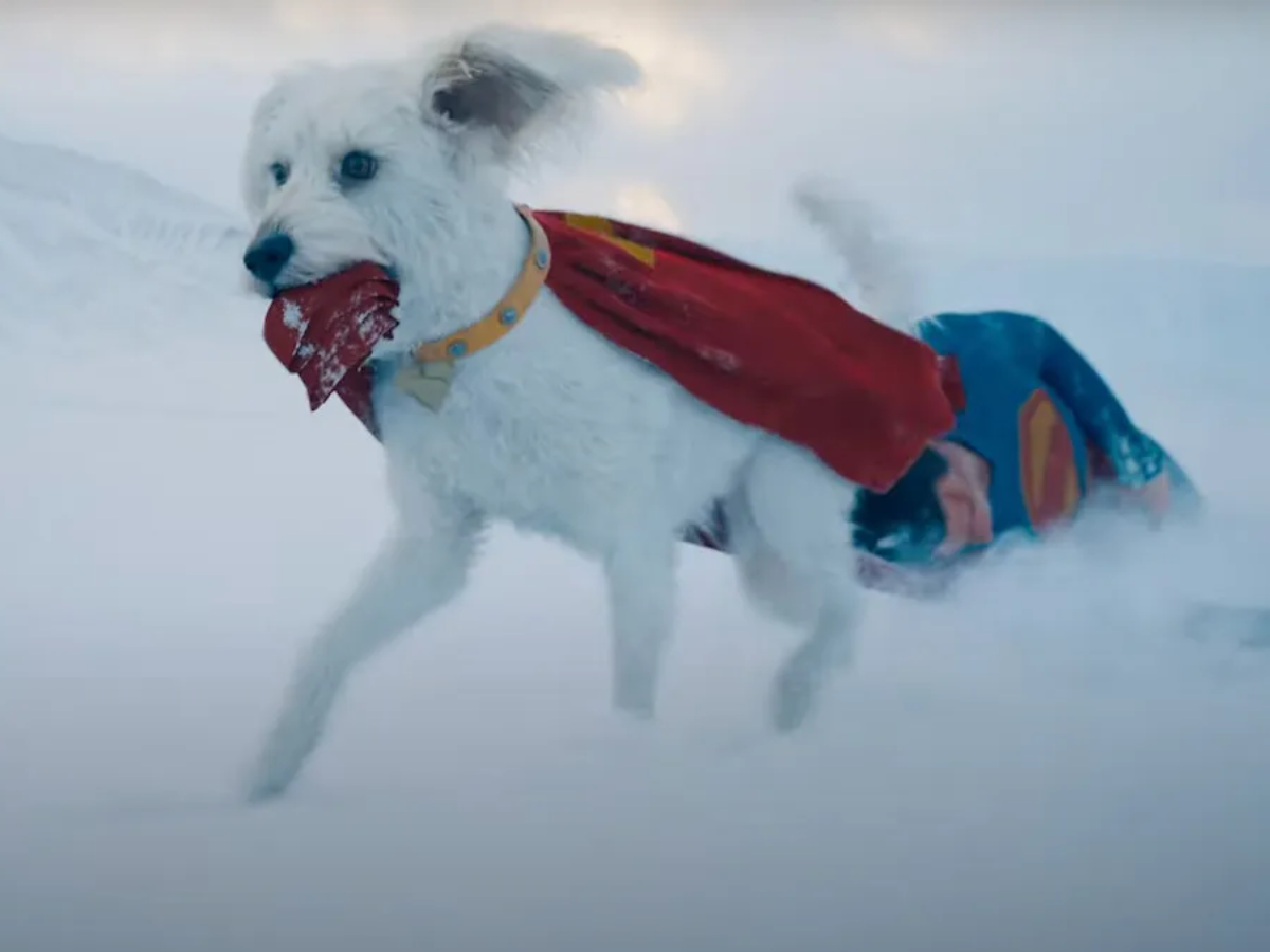 “Supercão”: Filme do Superman impulsiona busca por adoção de cachorros nos EUA