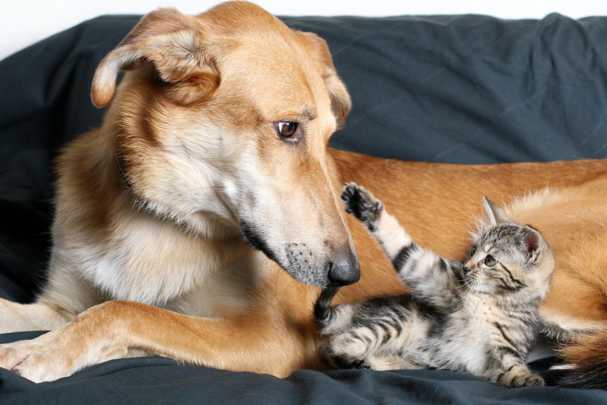 justica-nega-pedido-de-mulher-que-cobrava-pensao-alimenticia-para-pet