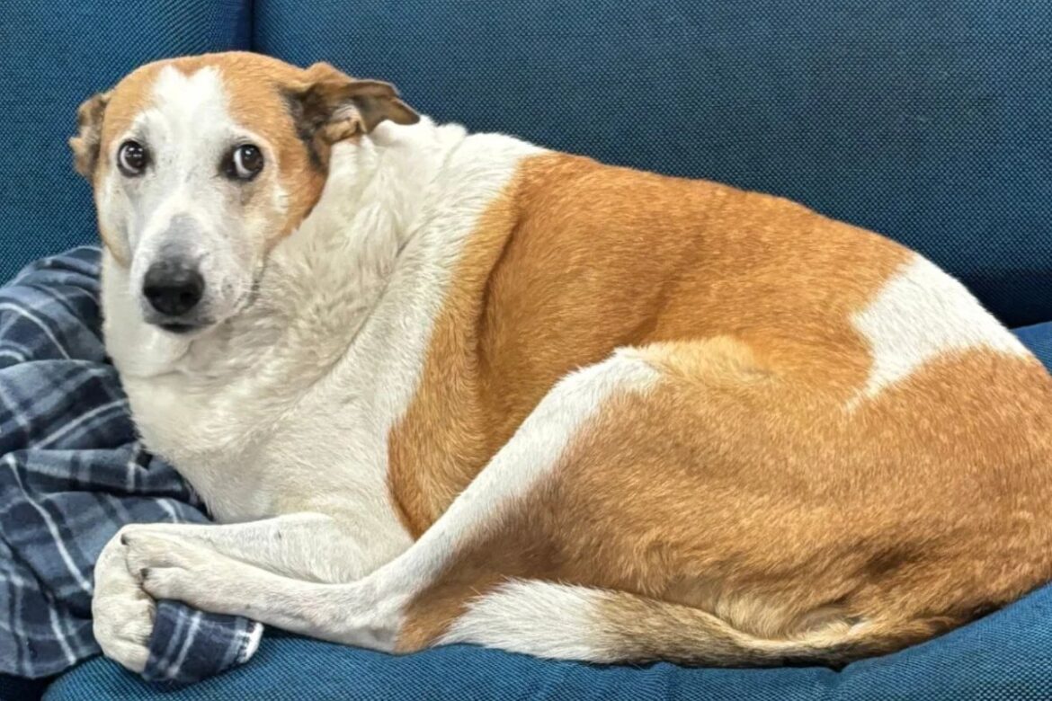 silveira,-cao-“mascote”-de-universidade-no-rs,-e-adotado-apos-10-anos