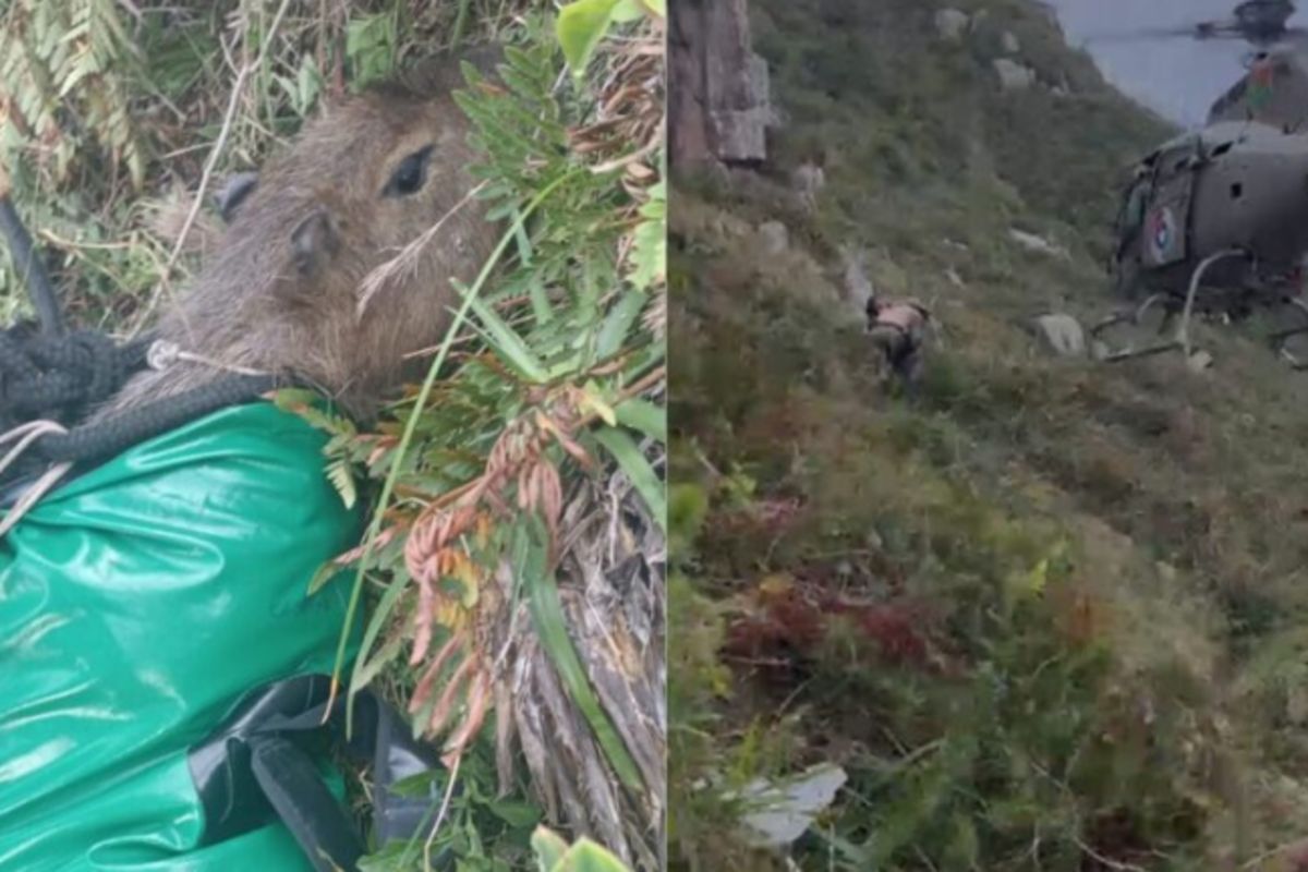 capivara-mobiliza-helicoptero-em-resgate-apos-cair-de-penhasco-em-sc