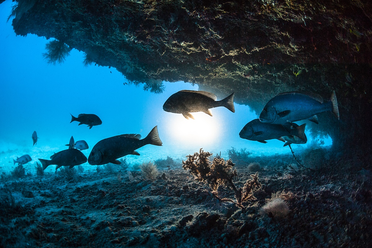 entenda-se-os-peixes-dormem-e-como-eles-descansam