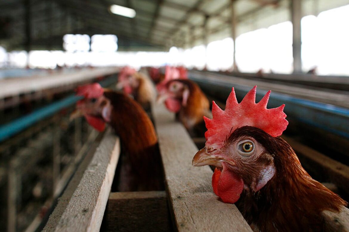 ceara-registra-primeiro-foco-de-gripe-aviaria-em-aves-domesticas