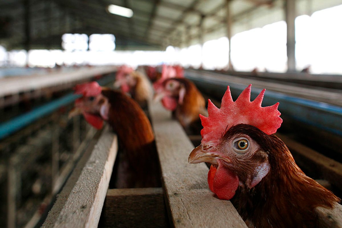 ceara-registra-primeiro-foco-de-gripe-aviaria-em-aves-domesticas