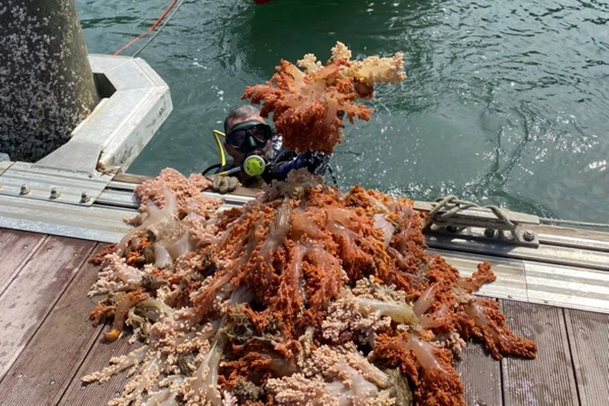 5-toneladas-de-especie-invasora-de-coral-sao-retiradas-do-mar-da-bahia