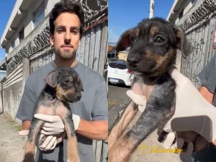 cadelinha-doente-e-salva-por-julinho-casares-em-gravacao-na-zona-leste-de-sp