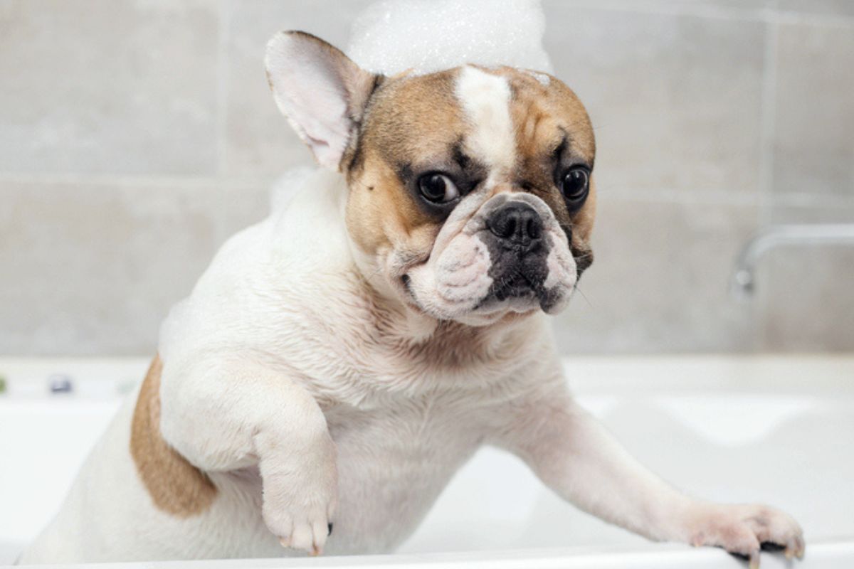 caes-e-gatos-nao-devem-usar-cosmeticos-de-humanos;-entenda-os-riscos