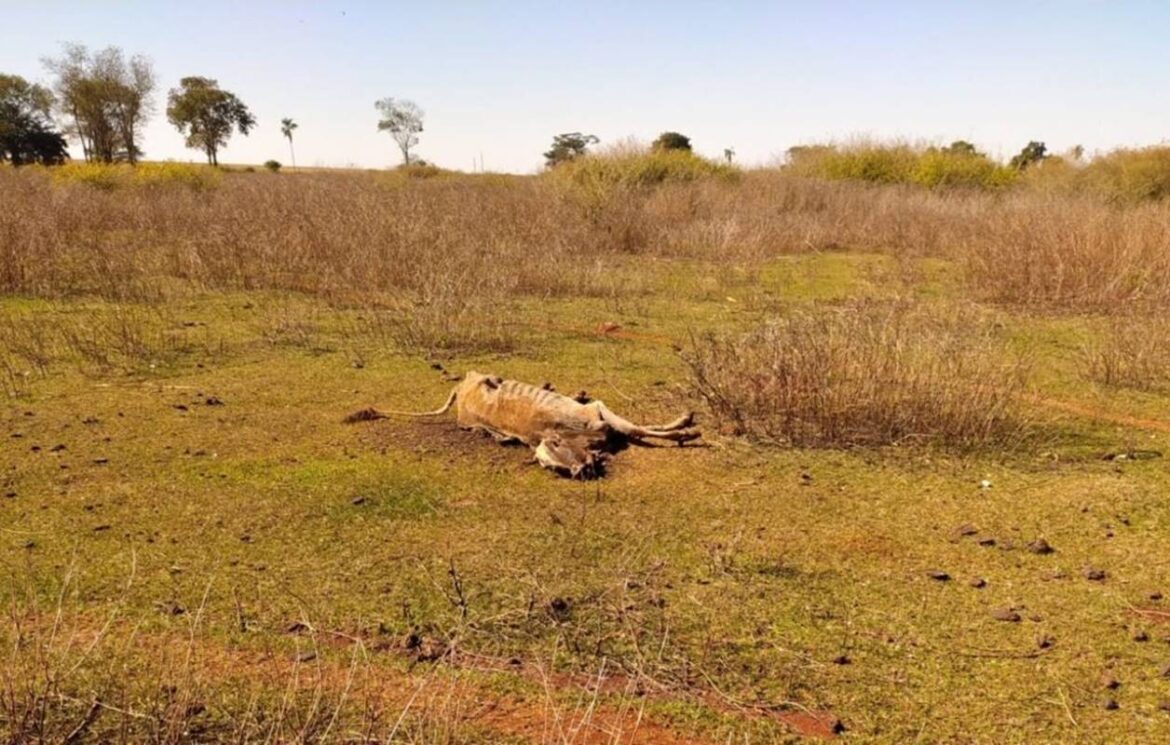 go:-policia-investiga-mortes-por-fome-e-sede-de-80-animais-em-fazenda