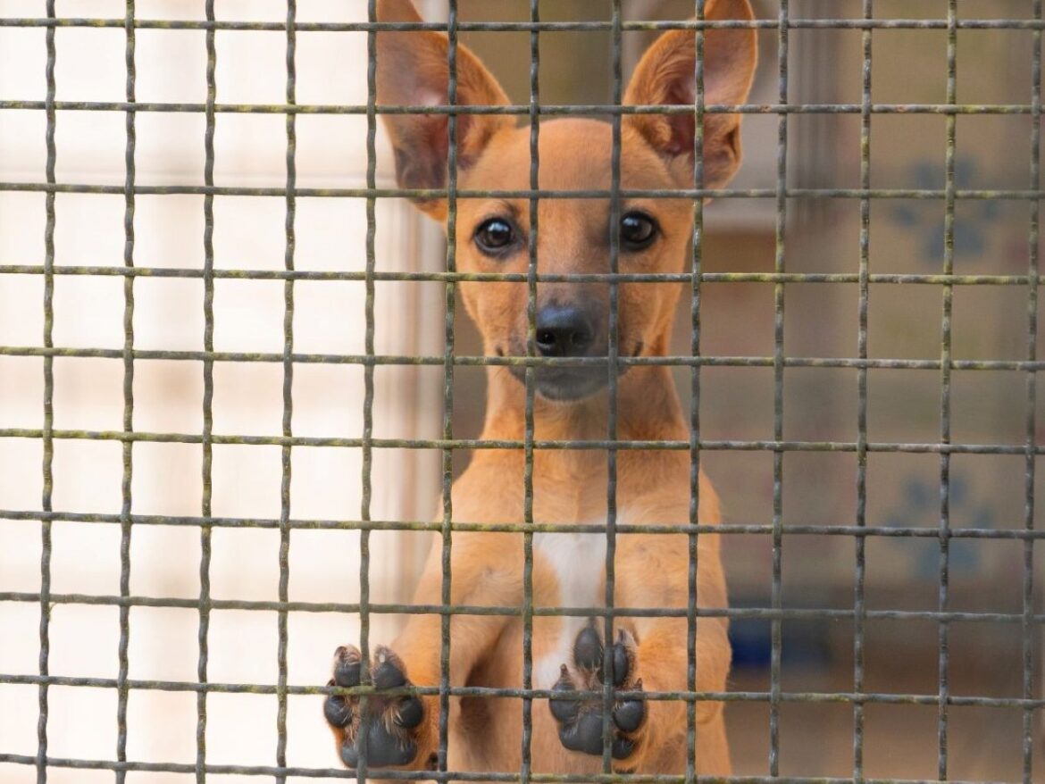 fusao-petz-e-cobasi:-ong-teme-abandono-de-animais-com-alta-de-precos