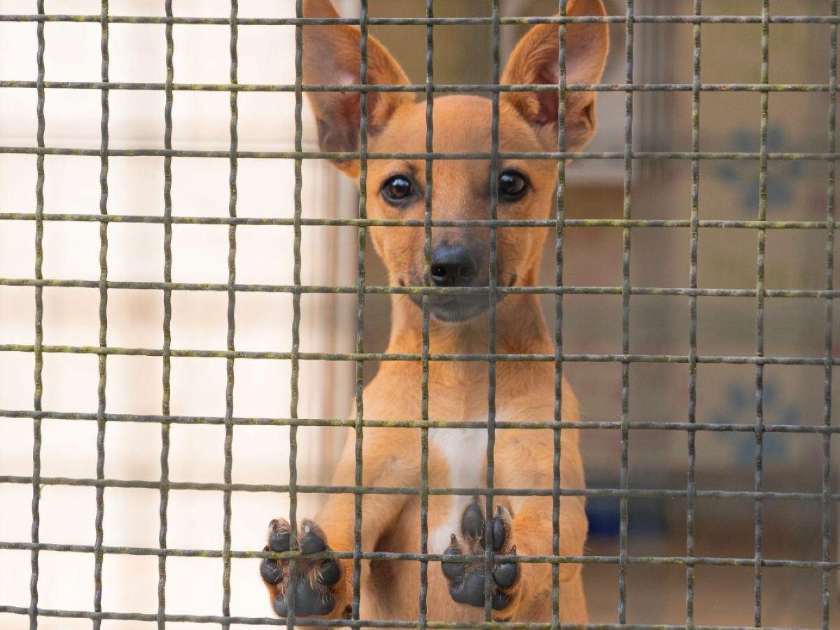 fusao-petz-e-cobasi:-ong-teme-abandono-de-animais-com-alta-de-precos