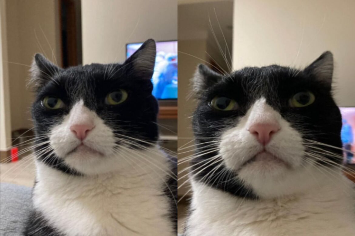 conheca-tuco,-gato-“inimigo-da-felicidade”-famoso-pelo-olhar-debochado