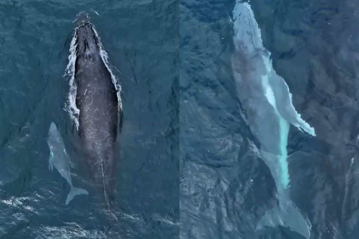 fotografo-registra-1o-filhote-de-jubarte-da-temporada-de-baleias-de-sp