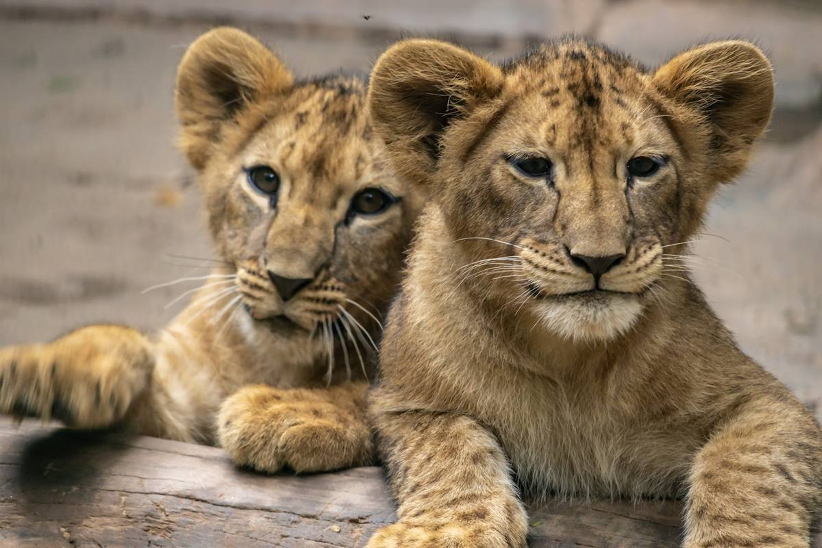 restaurante-na-china-gera-polemica-ao-permitir-contato-com-leoes