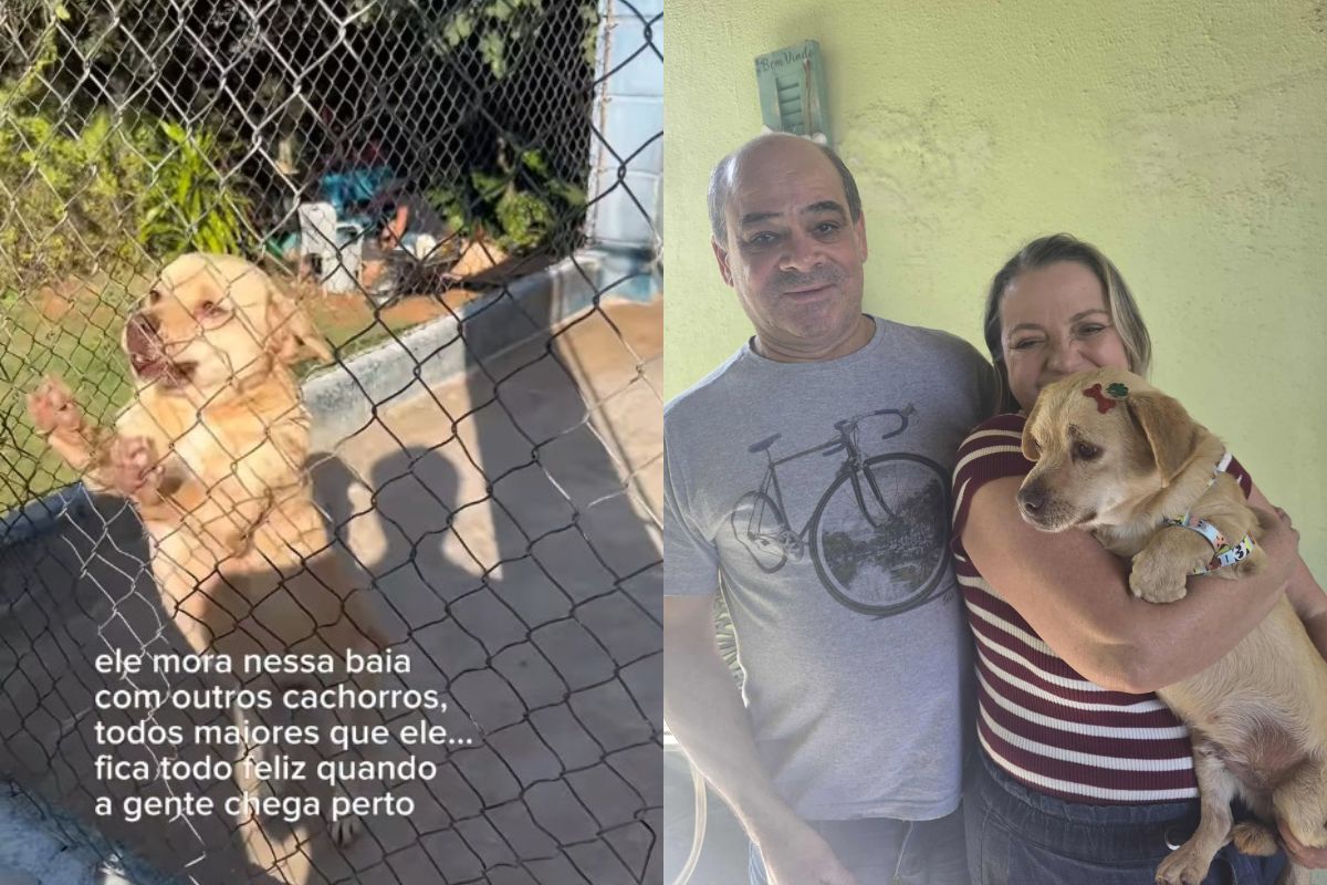 visita-de-influencer-muda-destino-de-vira-lata-ignorado-em-abrigo