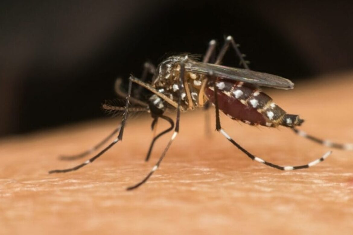 contra-a-dengue,-df-comeca-a-usar-aedes-aegypti-infectado-com-bacteria