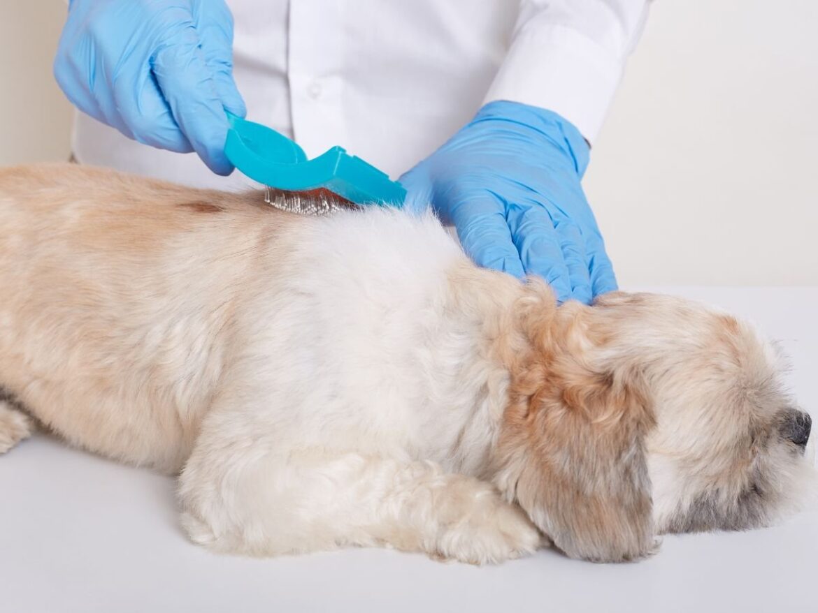 brasil-esta-entre-os-lideres-globais-em-numero-de-pets-e-amor-pelos-animais