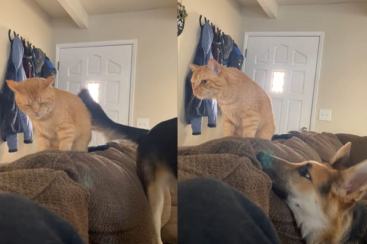 video:-cadela-tenta-conquistar-amizade-de-gato-em-“relacao-unilateral”