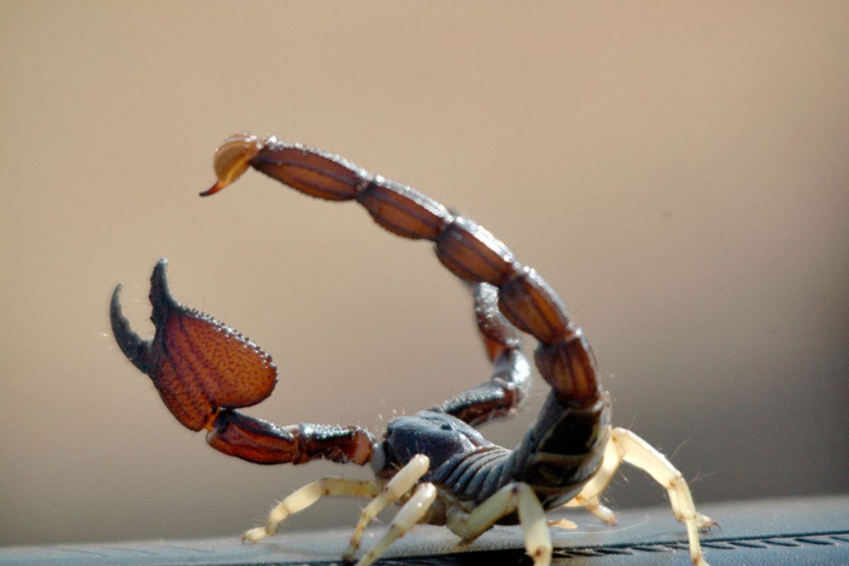 descubra-quais-sao-os-principais-inimigos-dos-escorpioes-na-natureza