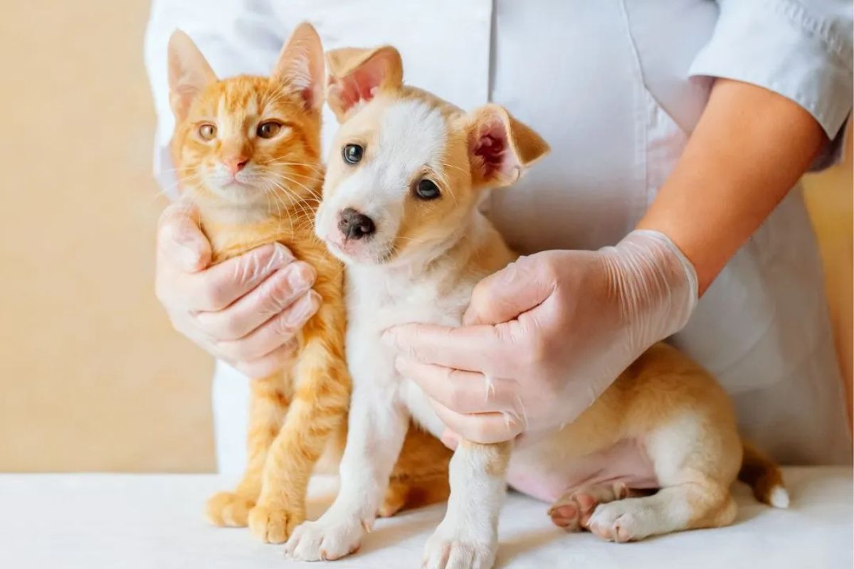 prefeito-veta-projeto-de-folga-a-servidores-por-morte-de-pets