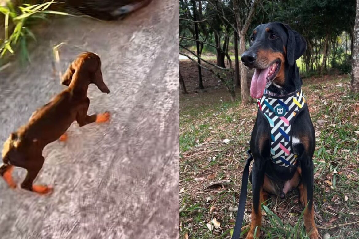 de-filhote-fragil-a-cao-de-40-kg:-resgate-transforma-vida-de-tutora