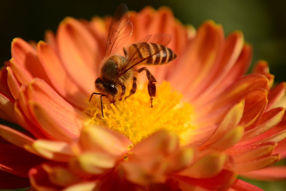 abelha-nativa-do-brasil-e-nova-esperanca-contra-dengue,-mostra-estudo