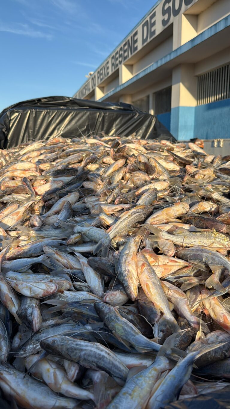 Sem piracema, Sena importa 1,3 tonelada de mandi de Cruzeiro do Sul para abastecer mercado