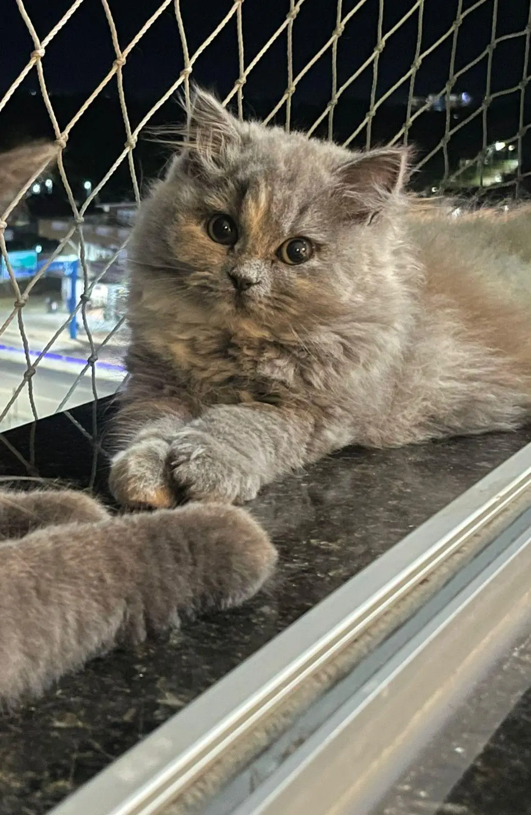 Gatinha persa desaparece nas proximidades do Araújo Mix e tutor pede ajuda para encontrá-la