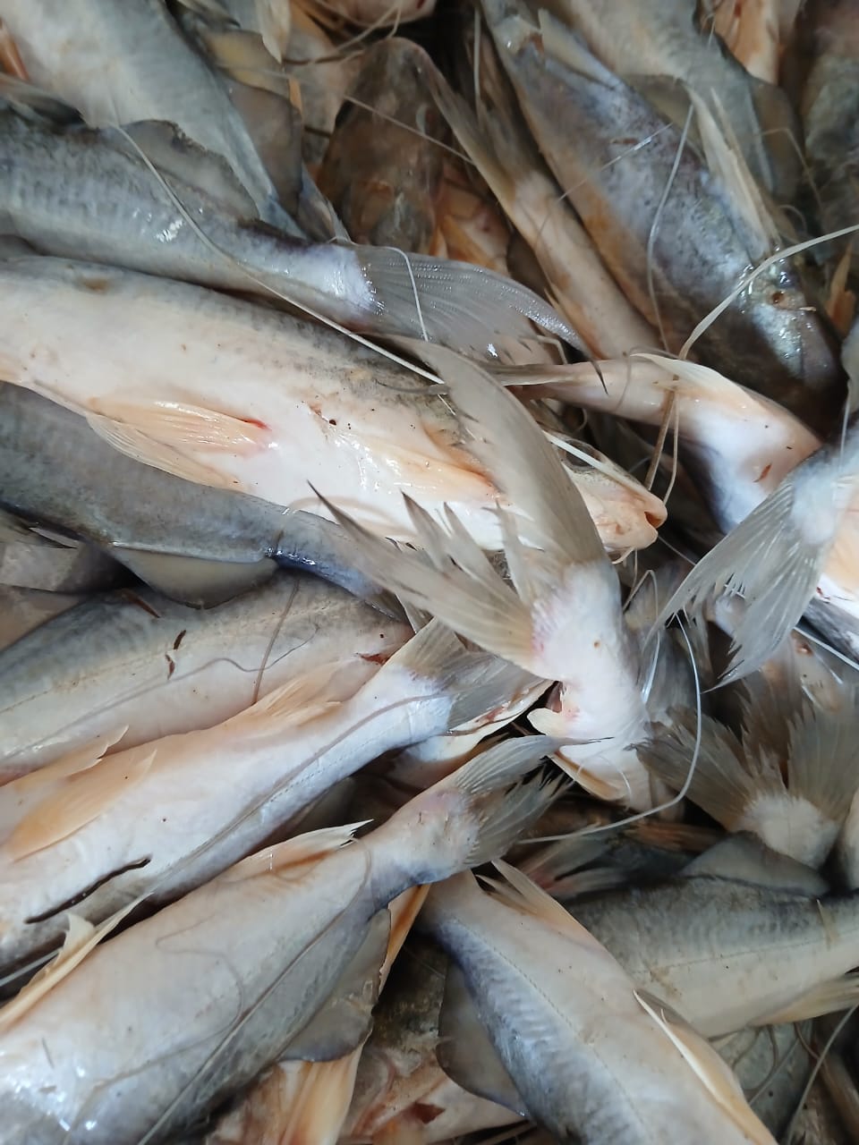 Enquanto Boca do Acre vive fartura de mandi, em Sena Madureira ainda não há sinais das piracemas Enquanto Boca do Acre vive fartura de mandi, em Sena Madureira ainda não há sinais das piracemas