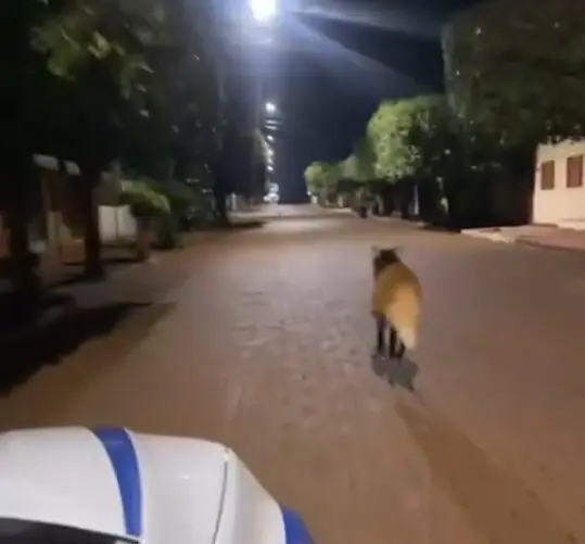 Cena assustadora em MG: criatura estranha corre pelas ruas e moradores falam em ‘lobisomem’