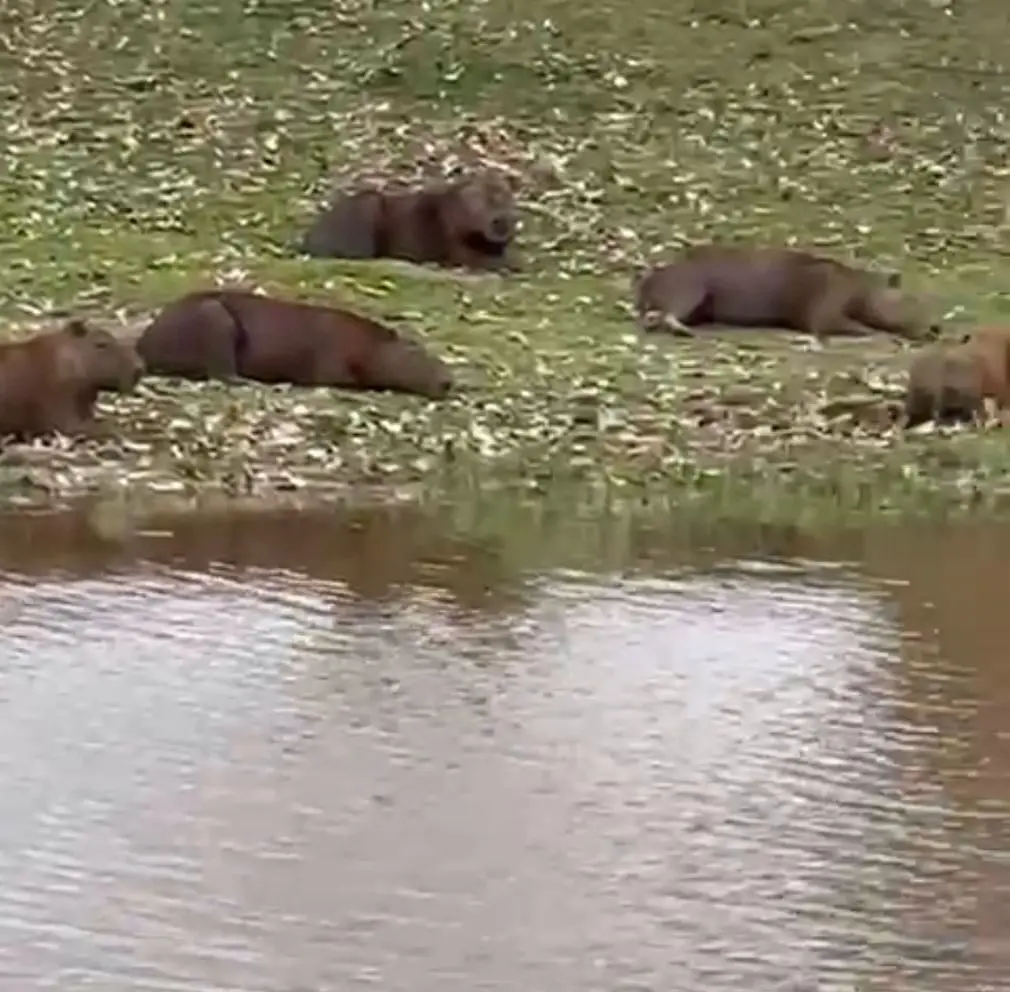 Capivaras se “aquecem” à beira de lago na Ufac durante manhã fria em Rio Branco