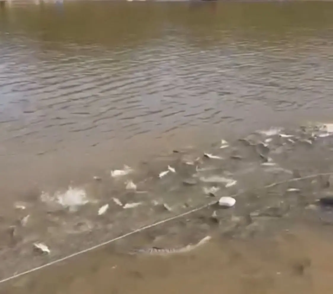 Fenômeno da piracema reúne pescadores no Juruá e garante redes cheias de mandim e surubim