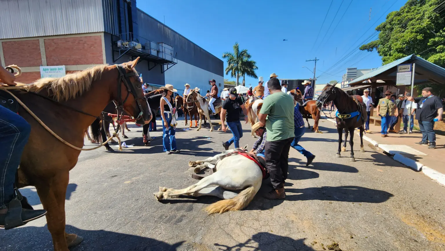 Cavalo passa mal e desmaia durante cavalgada da Expoacre 2025 devido ao forte calor