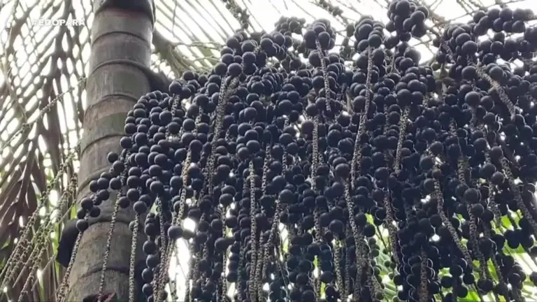 Feijó é reconhecida oficialmente como a capital do Açaí