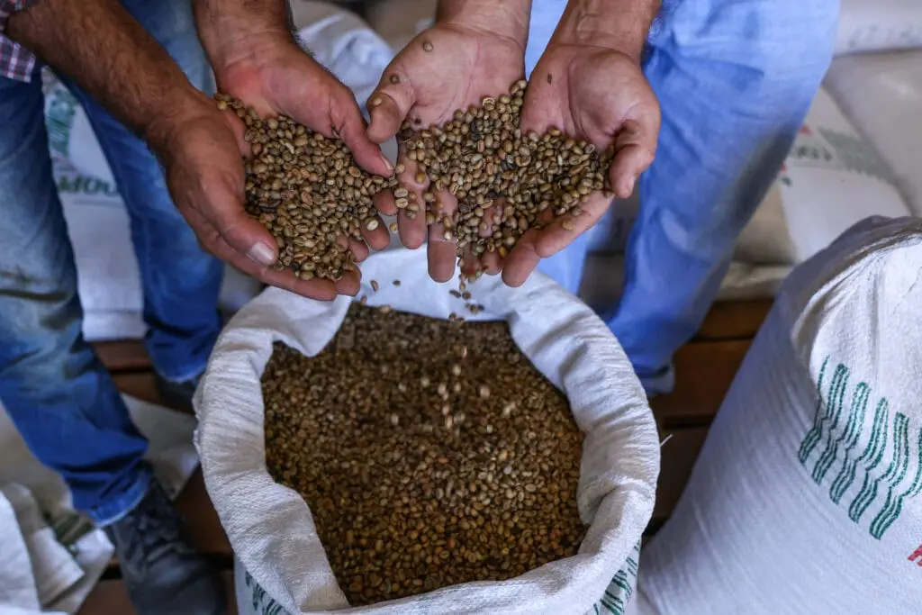 Café com raízes coletivas coloca o Acre como protagonista na produção do grão