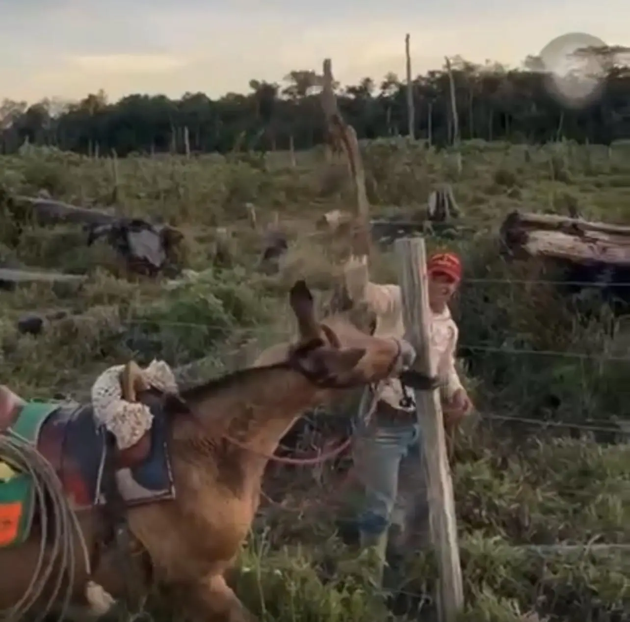 No Acre, vídeo mostra homem espancando cavalo a pauladas; caso gerou revolta em moradores