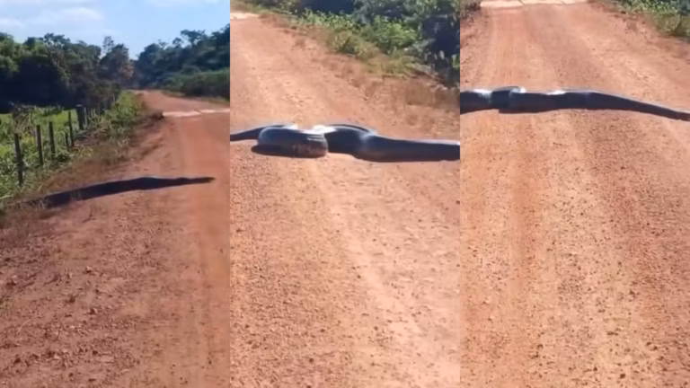 Impressionante: sucuri gigante é flagrada atravessando estrada