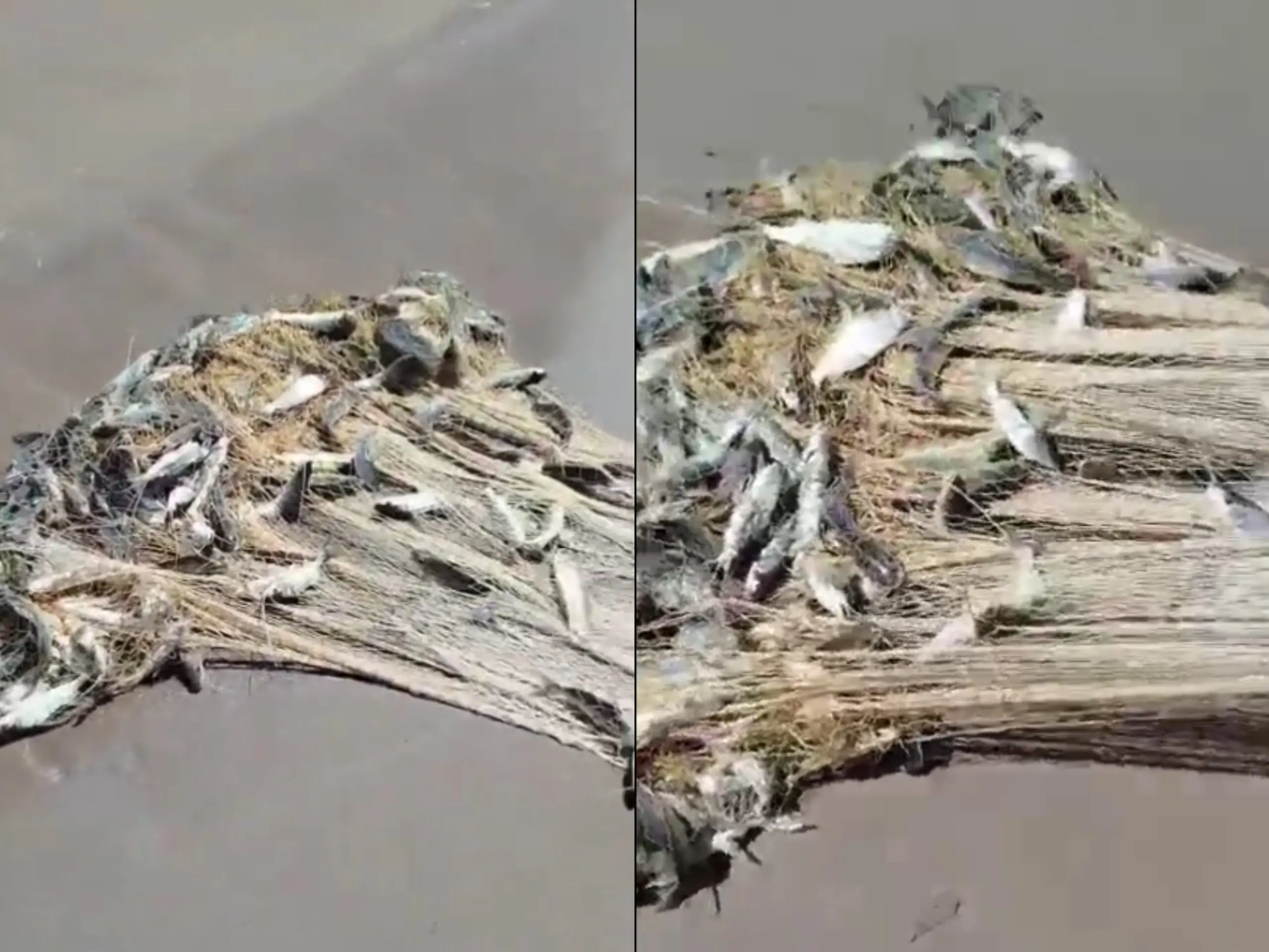 Vídeo mostra fartura de mandins durante piracema no Rio Juruá; assista