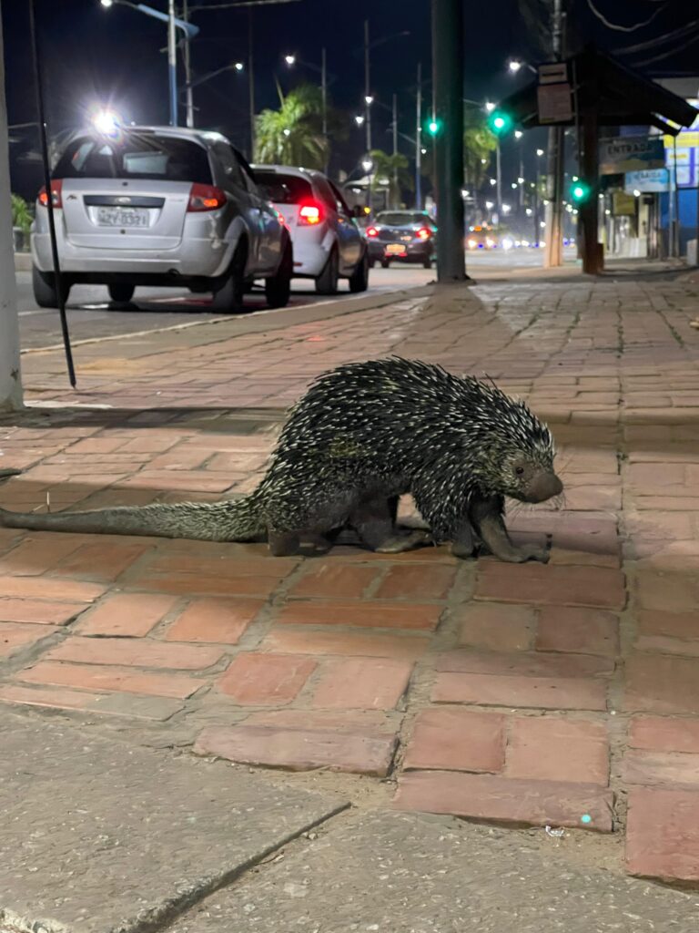 Porco-espinho gigante tenta atravessar pista em Rio Branco, quase é atropelado e mobiliza bombeiros