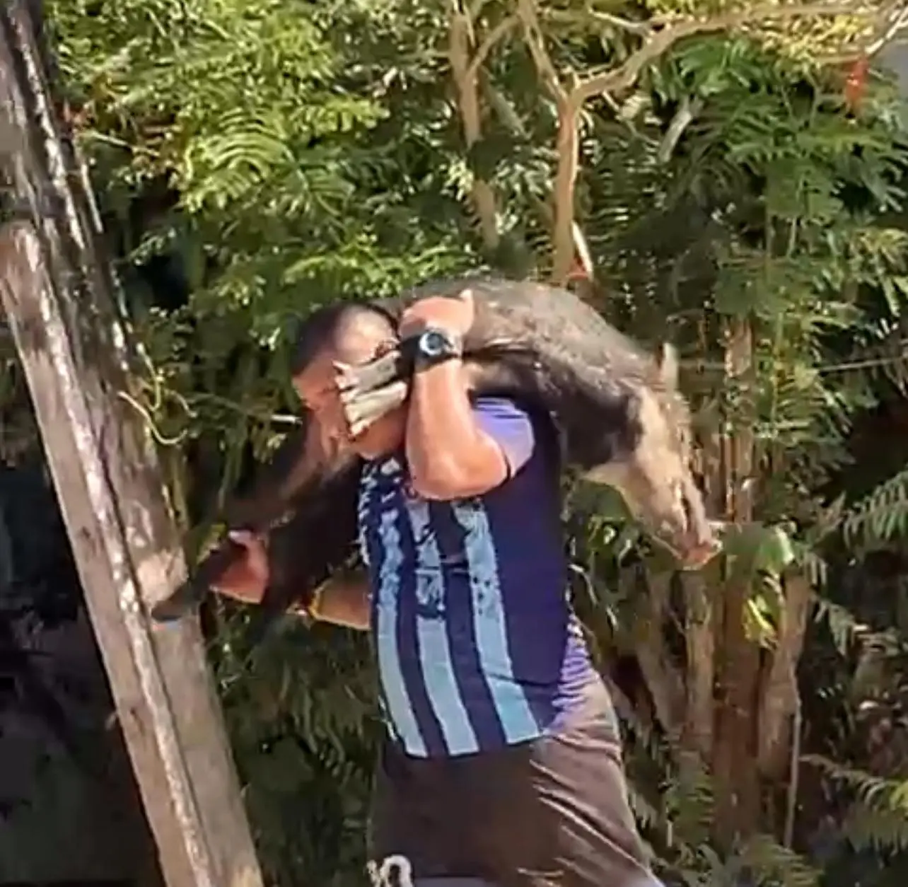 Queixadas invadem município no Acre e são abatidos por indígenas