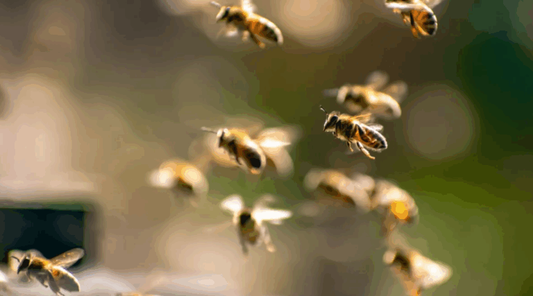 Homem morre após sofrer ataque de abelhas em Goiânia, no Goiás
