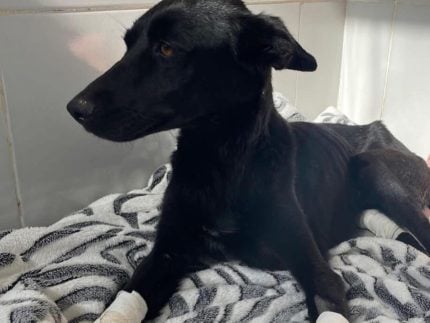 homem-que-cortou-patas-de-cadela-e-denunciado-pelo-ministerio-publico-por-maus-tratos