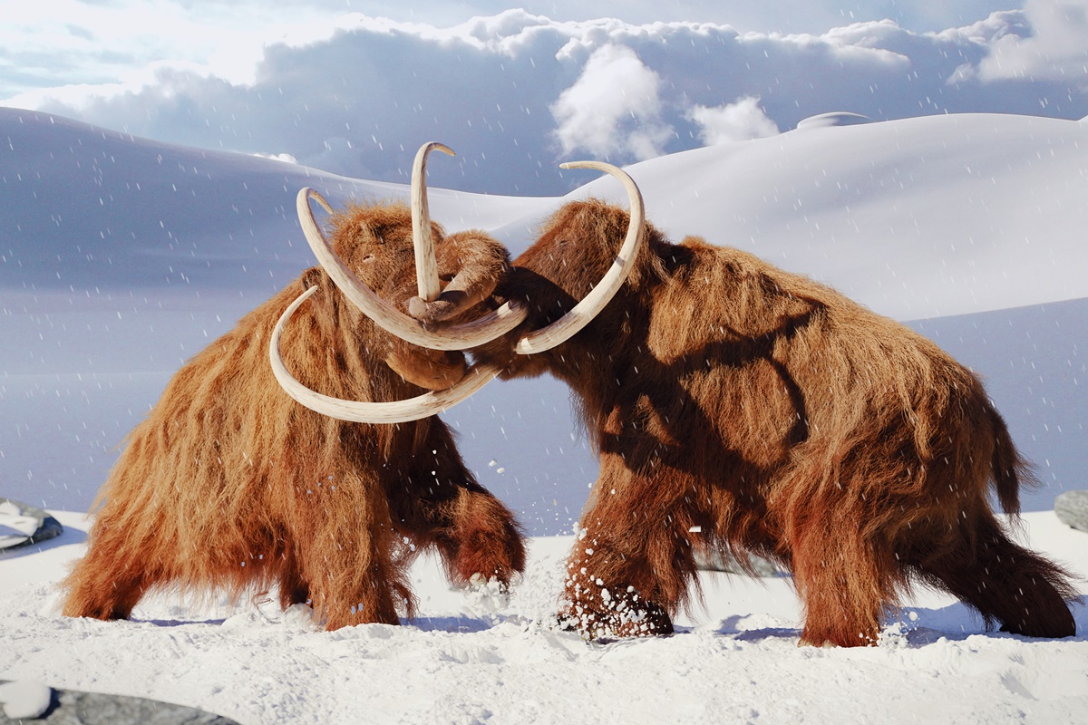 por-que-temos-tanta-vontade-em-trazer-de-volta-a-vida-o-mamute-lanoso?