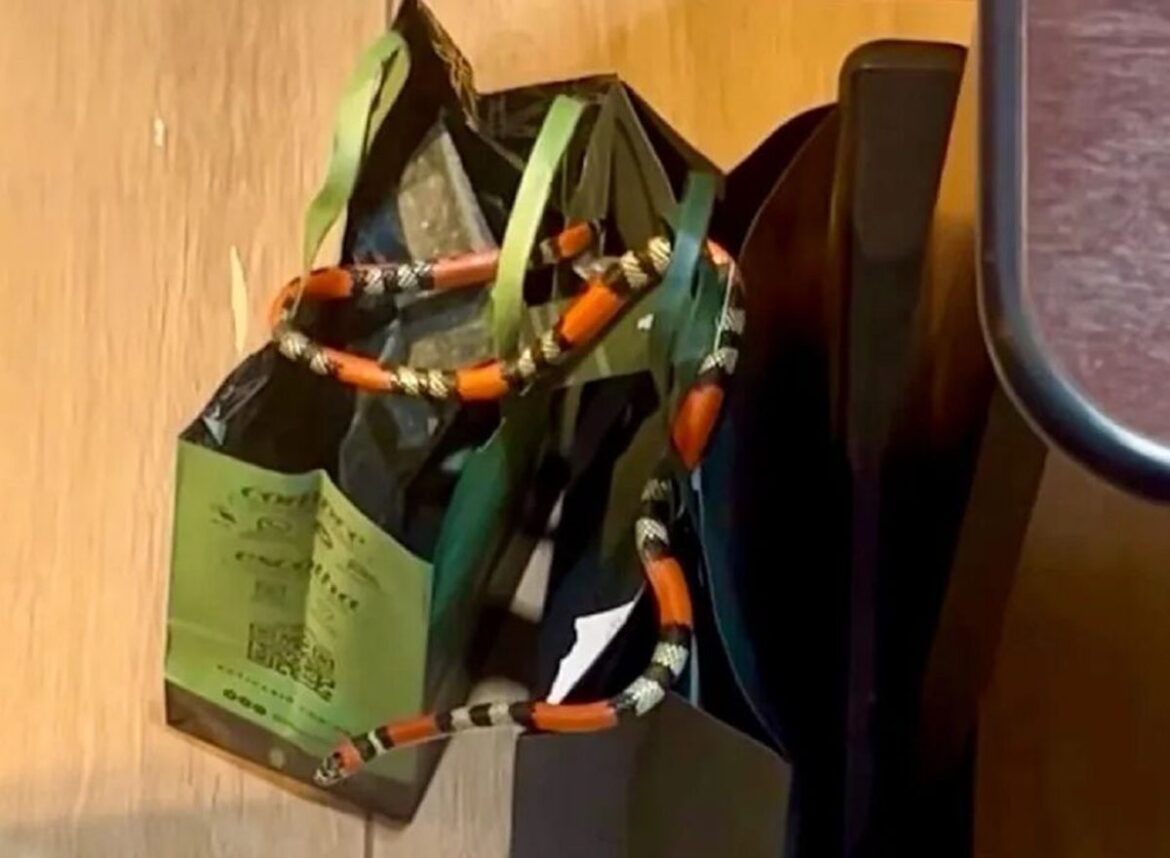 ms:-cobra-invade-loja,-se-esconde-em-sacola-e-assusta-funcionarias