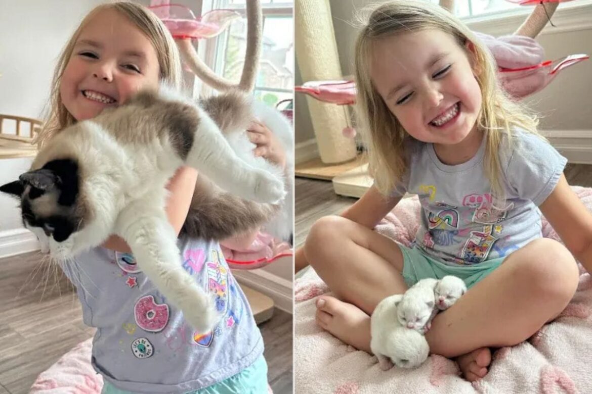 gata-some-e-aparece-na-cama-de-garotinha-de-4-anos-com-tres-filhotes