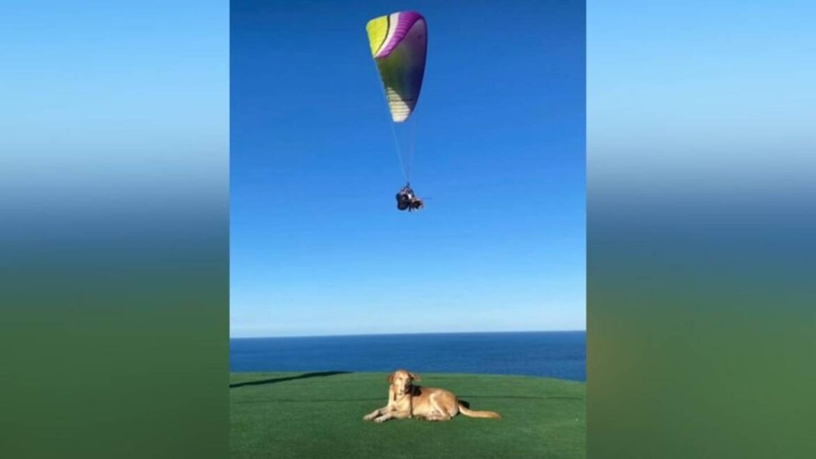 conheca-berlim,-vira-lata-caramelo-amado-por-milhares-de-fas-nas-redes