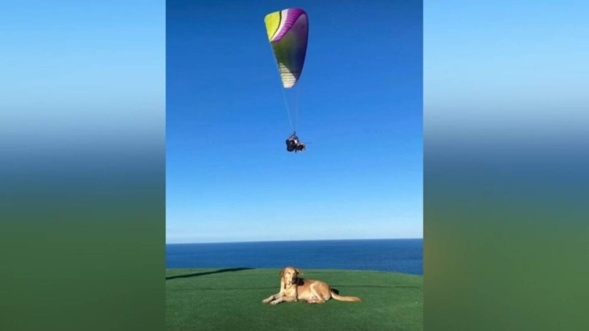 conheca-berlim,-vira-lata-caramelo-amado-por-milhares-de-fas-nas-redes