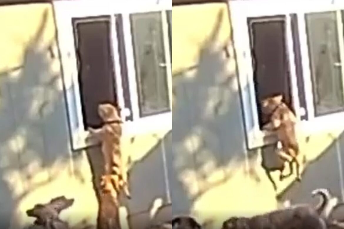 video:-com-saudades,-cadela-tenta-invadir-sala-de-tutora-pela-janela