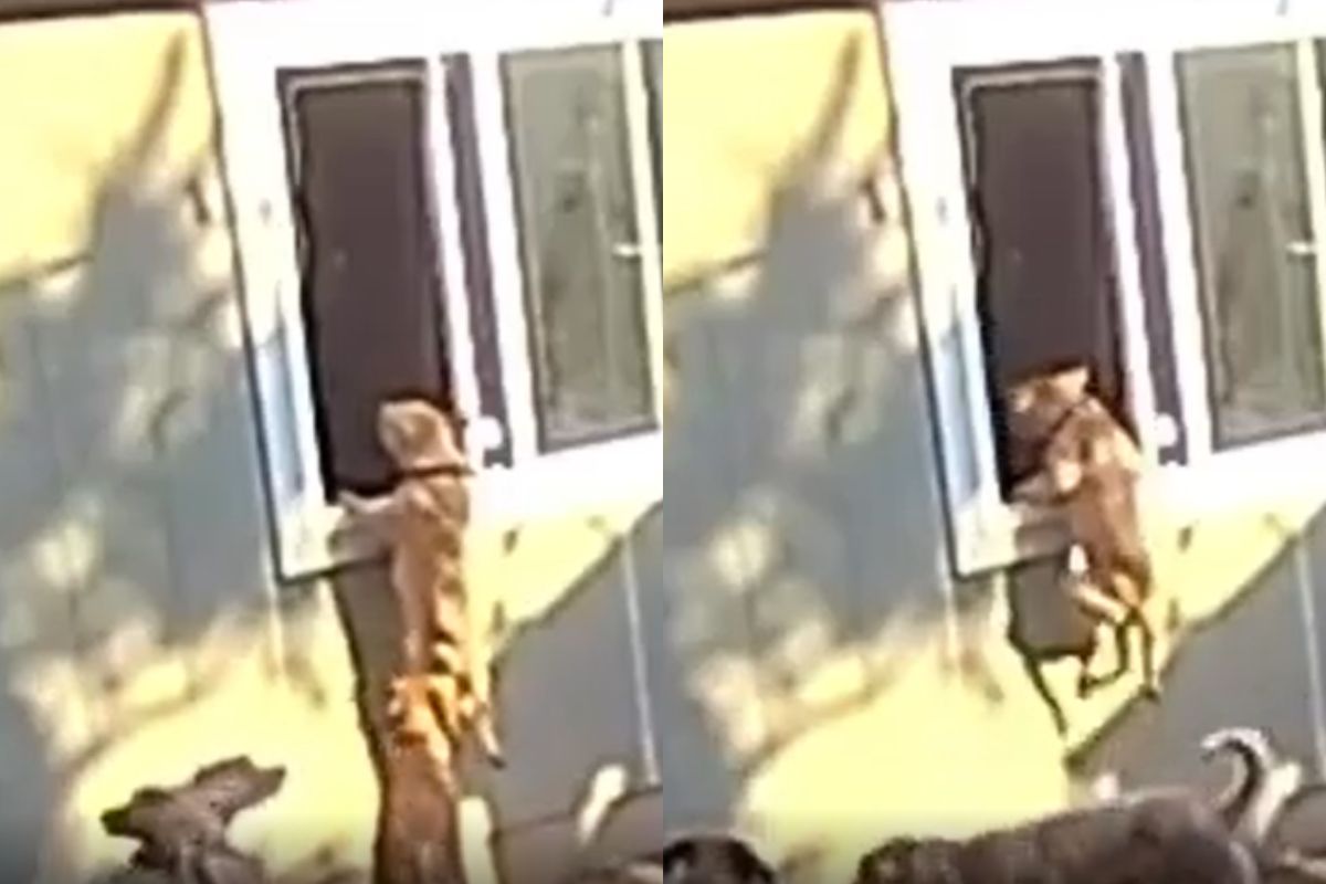 video:-com-saudades,-cadela-tenta-invadir-sala-de-tutora-pela-janela