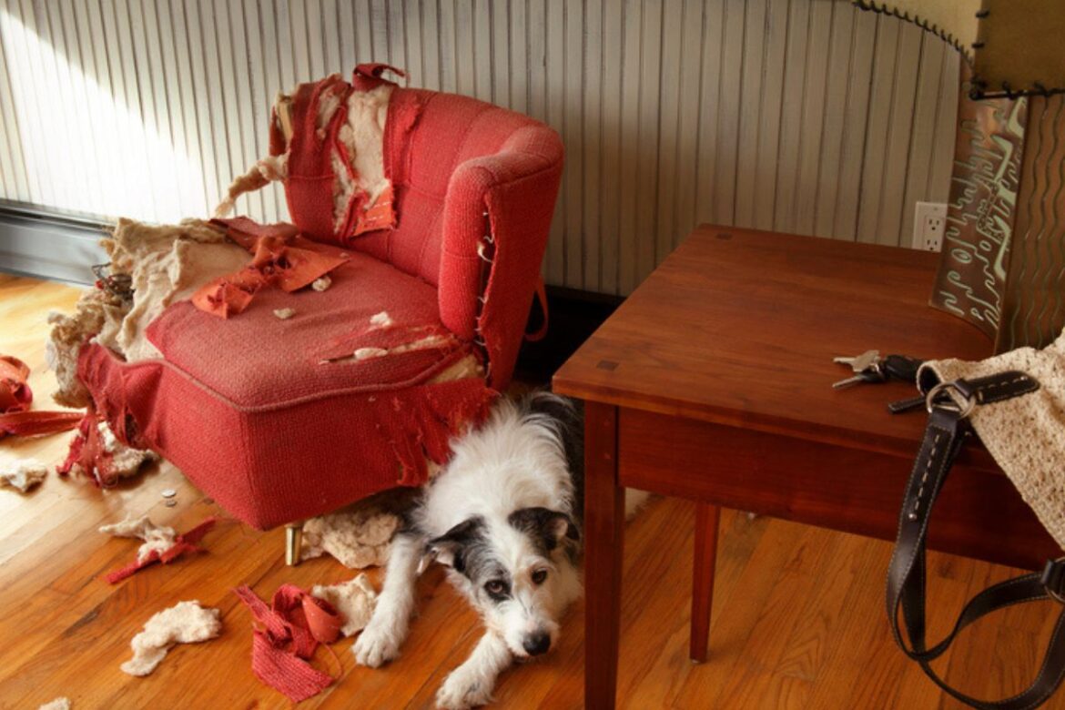 estresse-ou-personalidade?-descubra-se-o-seu-cachorro-esta-ansioso