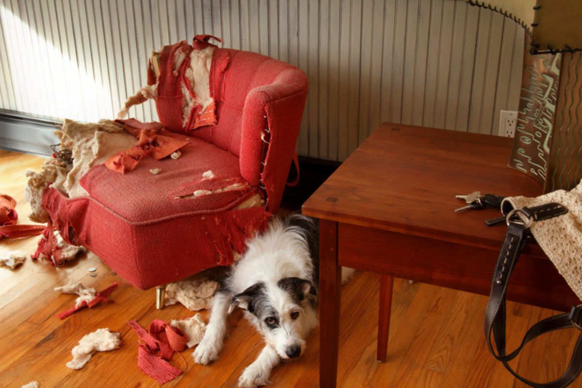 estresse-ou-personalidade?-descubra-se-o-seu-cachorro-esta-ansioso