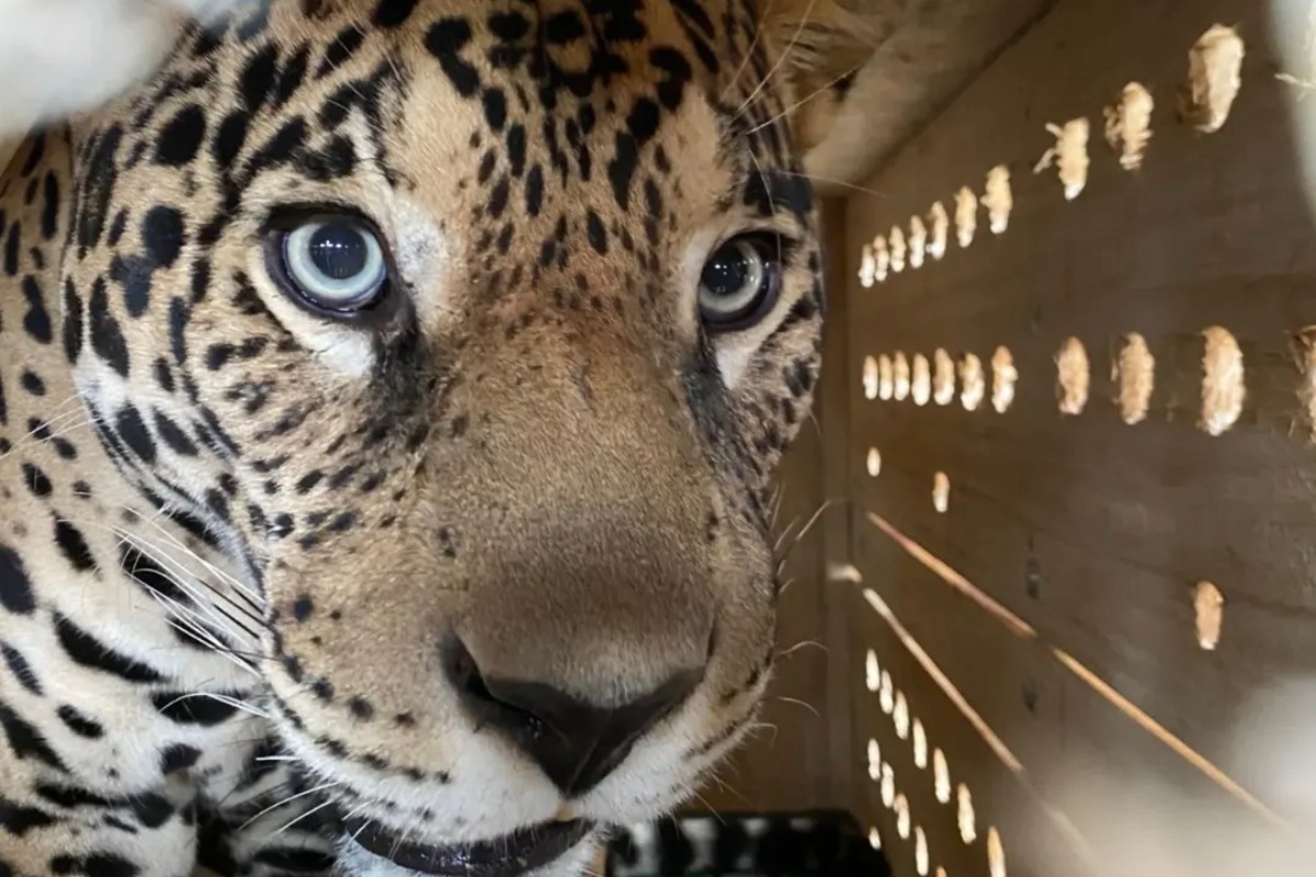 funcionaria-e-atacada-por-onca-em-zoobotanico-no-interior-de-sao-paulo